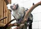 動物図鑑、サンタレムマーモセット